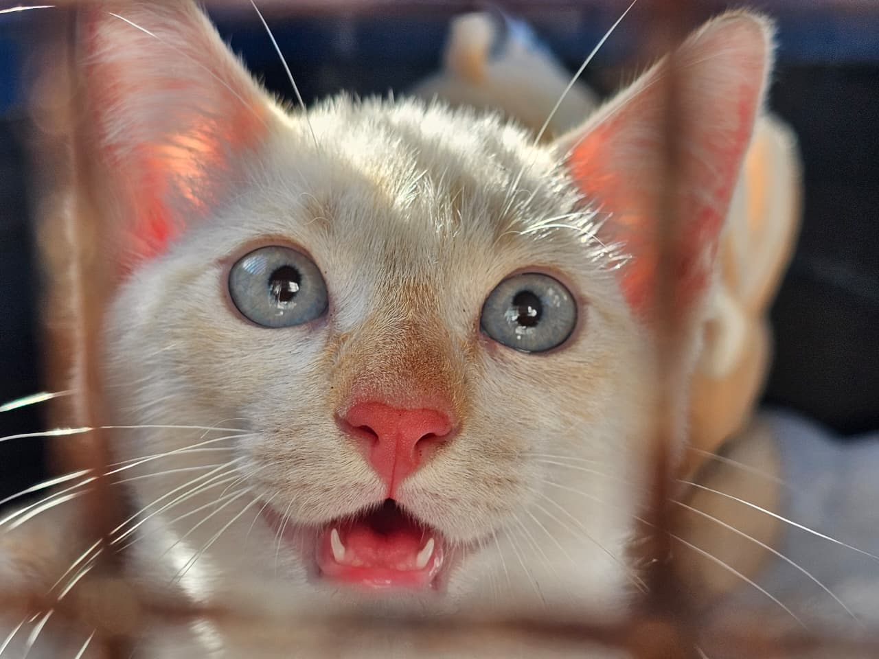 Ribeirão Pires recebe mutirão gratuito de castração para cães e gatos no dia 9 com inscrições presenciais já abertas