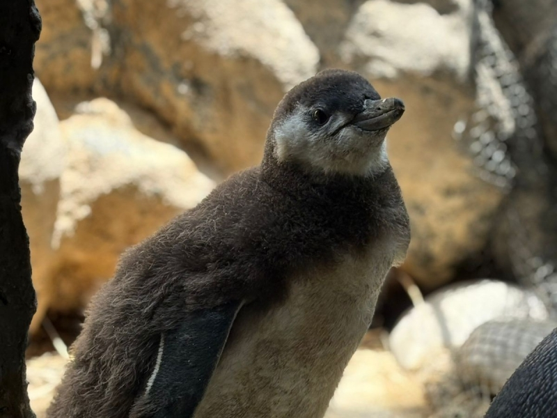 Sabina terá chá revelação de filhote de pinguim nesta quinta-feira