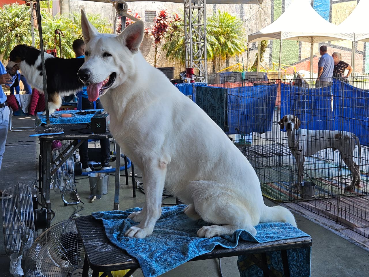 Exposição de Cães de Raça Pura movimenta Ribeirão Pires nos dias 21 e 22 de fevereiro
