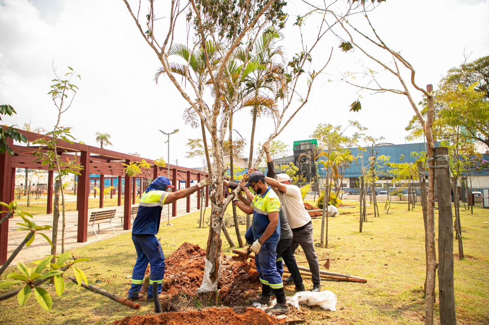 Prefeitura de São Caetano intensifica plantio de árvores adultas e amplia áreas de sombra nos parques municipais