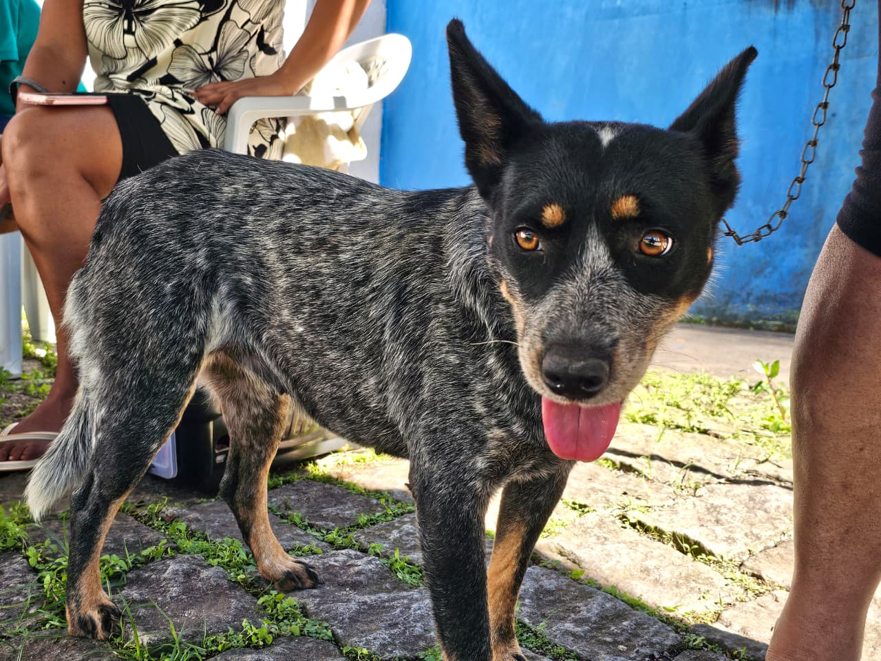 Ribeirão Pires promove mutirão gratuito de castração de cães e gatos no dia 9 de abril segue com inscrições abertas