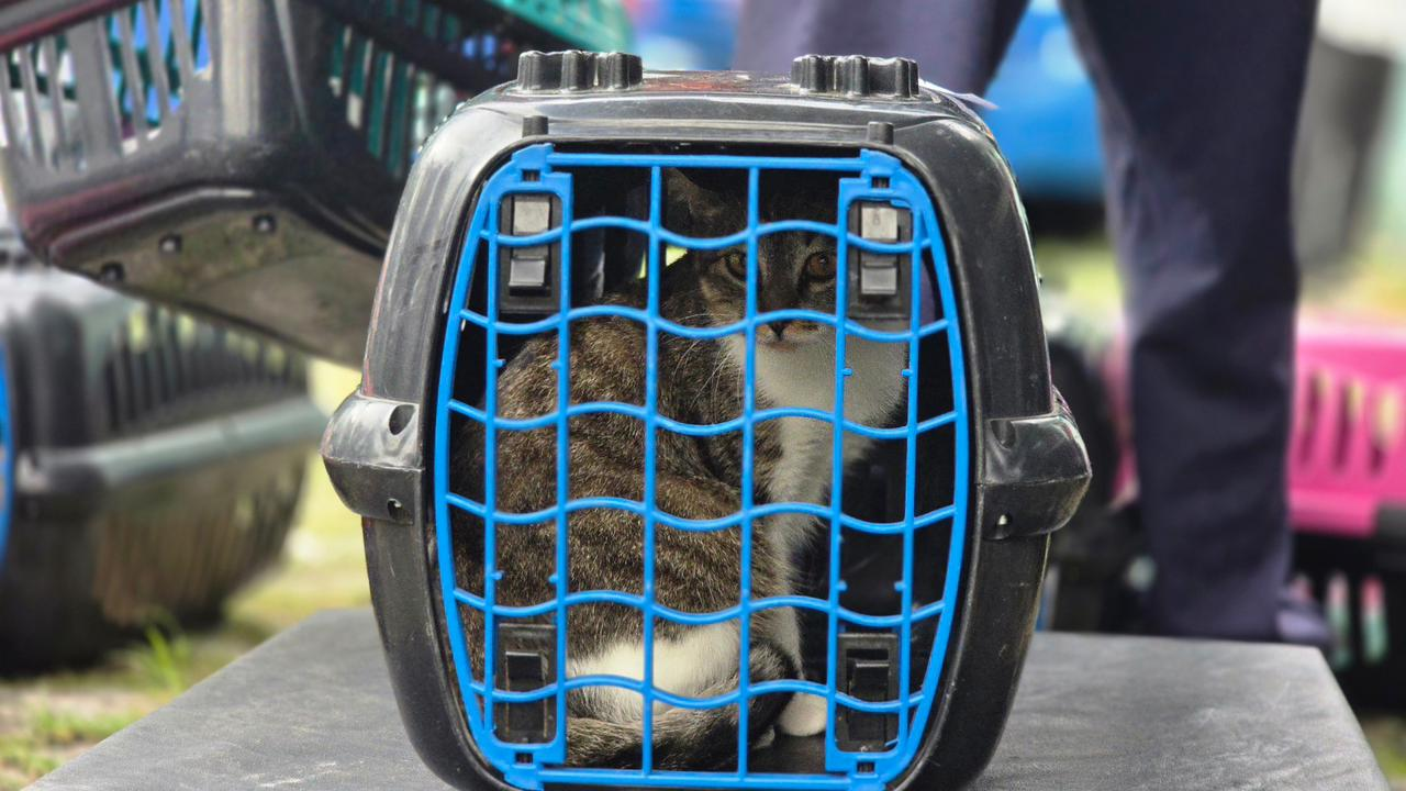 Mutirão de castração em Ribeirão Pires atende 200 animais e reforça importância da participação dos tutores