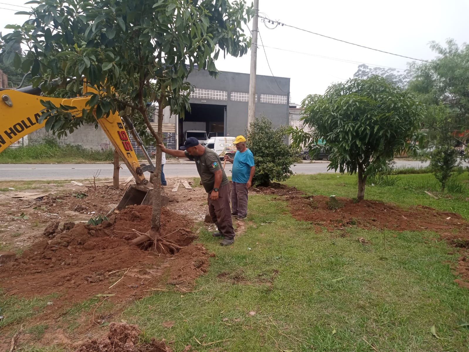 Com avanço do Viaduto Estaiado, Prefeitura de Ribeirão Pires transplanta árvores frutíferas da Avenida Valdírio Prisco no Pomar Urbano